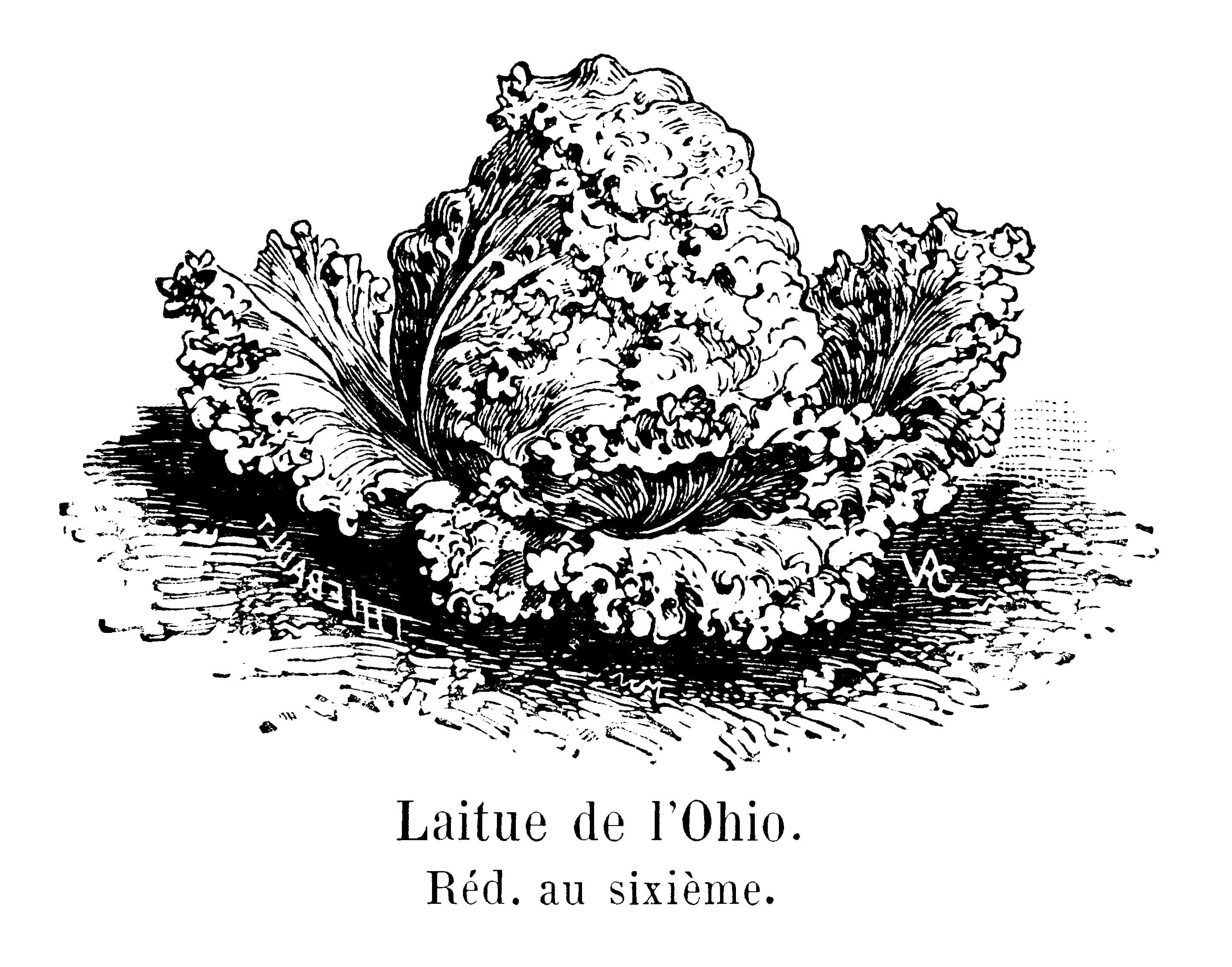 Vintage illustration of lettuce leaves