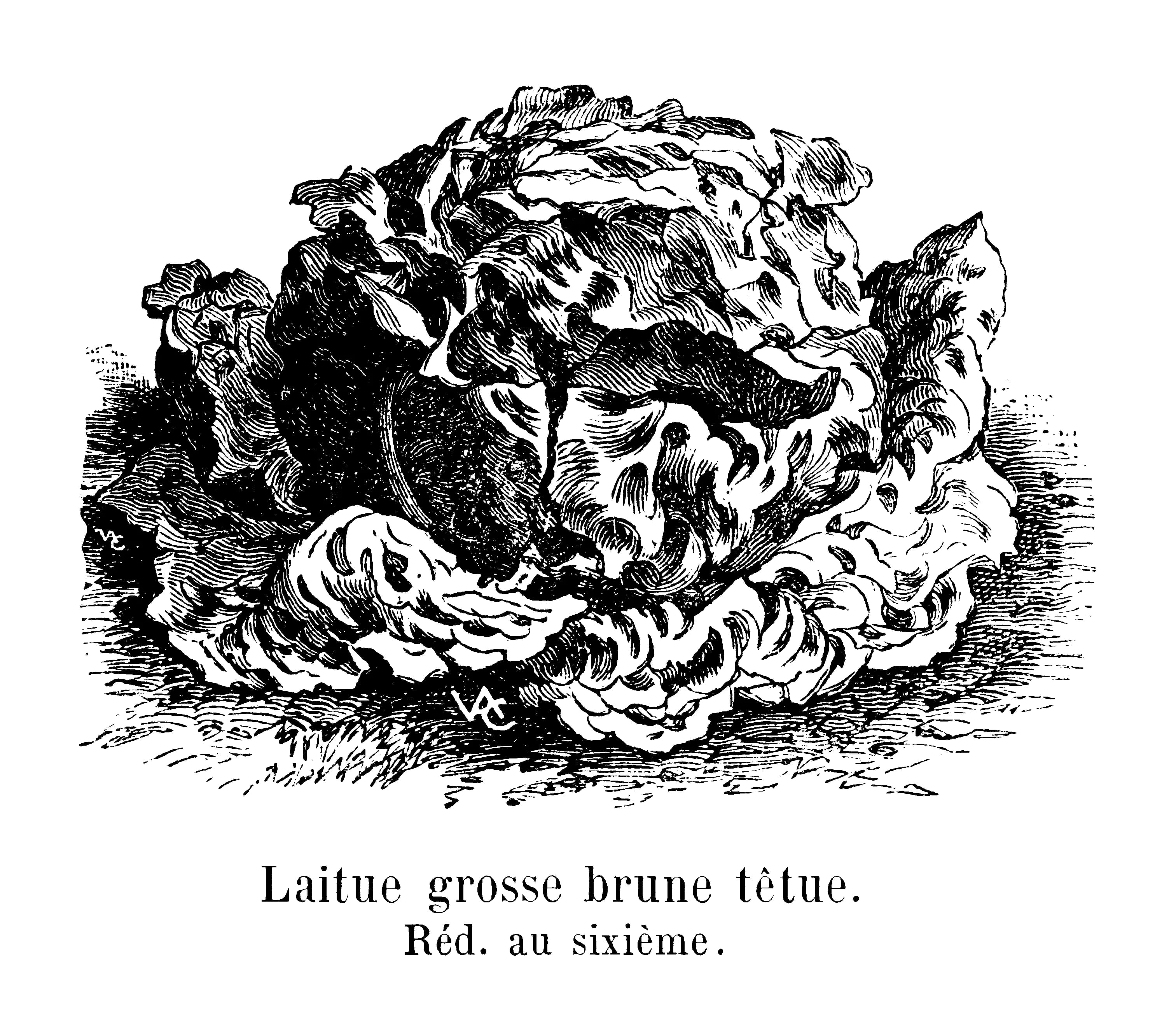 Vintage illustration of lettuce from a gardening guide