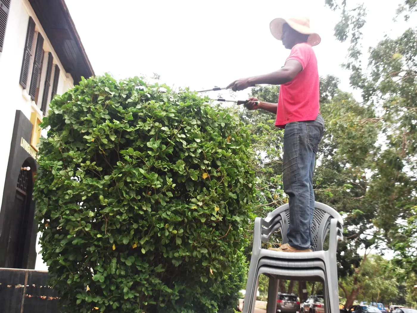 Gardener pruning a hedge
