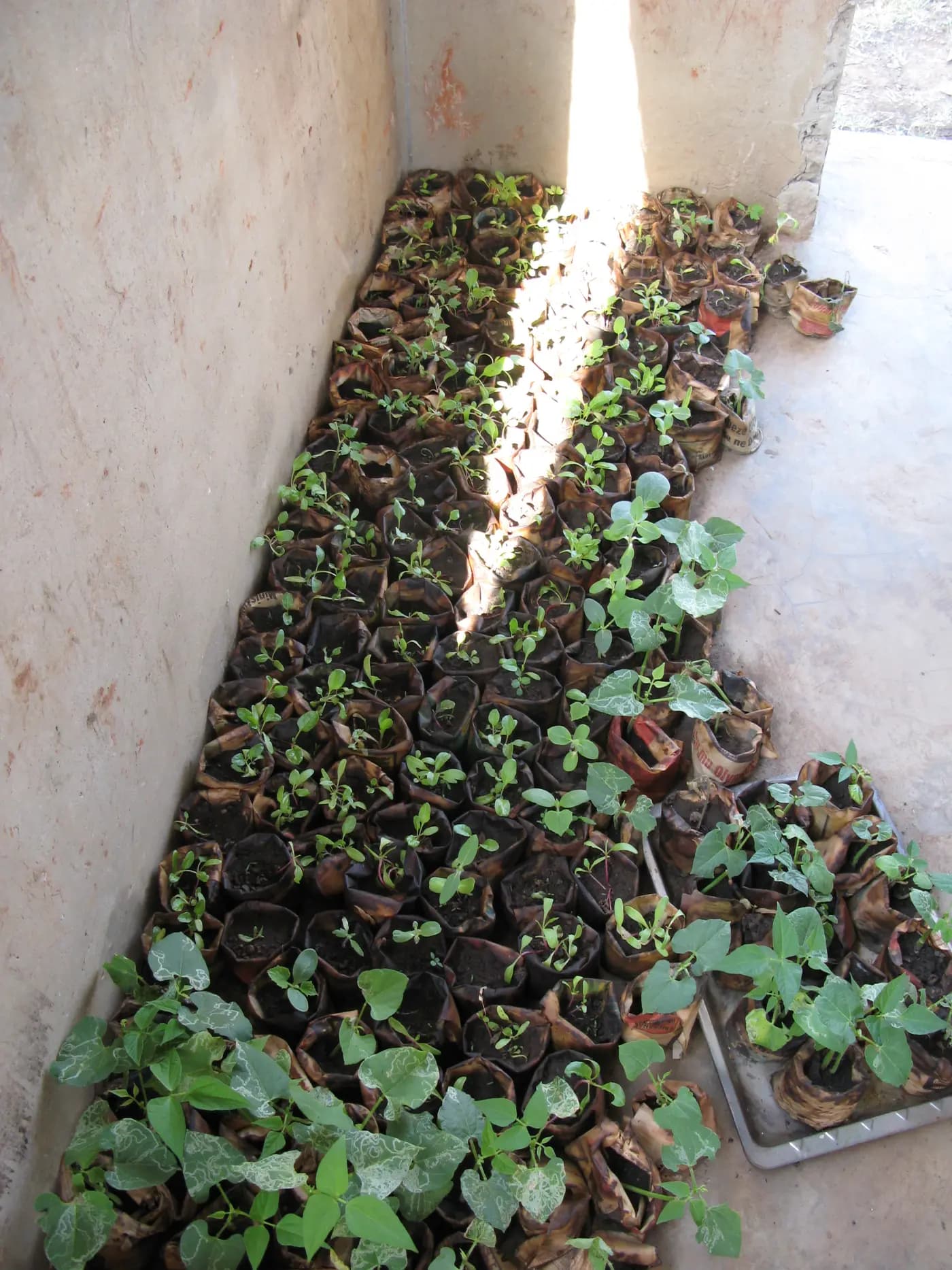 Seedlings ready for planting in prepared beds