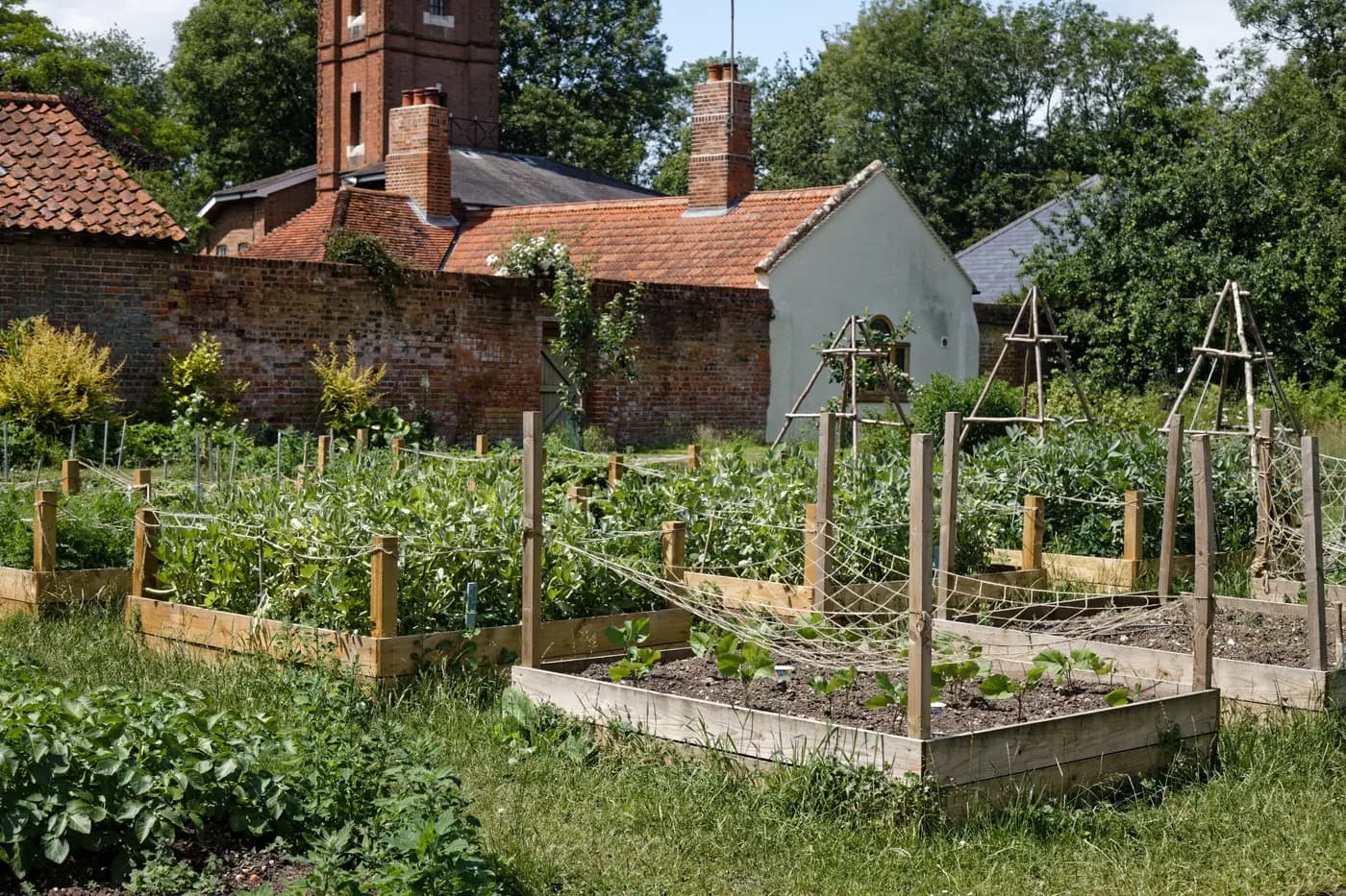 Raised beds and paths in a productive garden