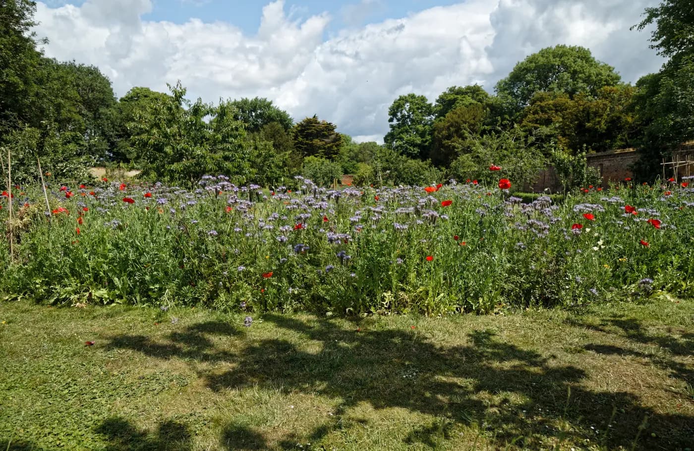 Wildflower bed in a maintained garden